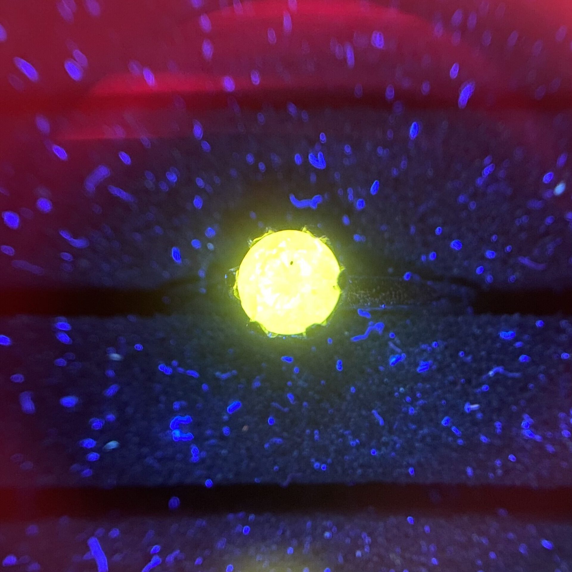 Anel Ouro Branco Solitário - 0.70 ct.